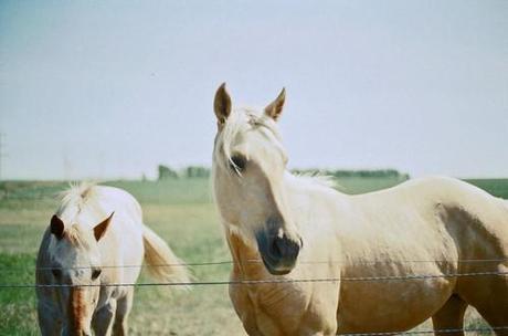 Scissor Sisters - Only The Horses