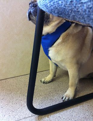 Buddy Visits the Vet