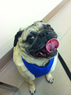 Buddy Visits the Vet