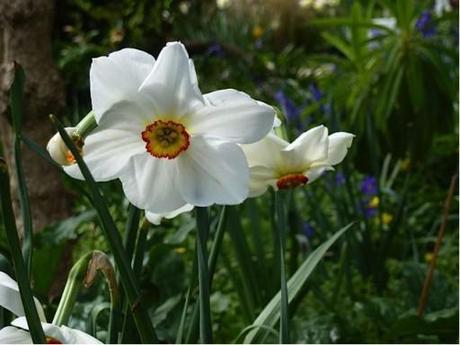 Pheasant’s Eye narcissus in full flower