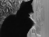 Viral Video: Henri Chat Deep, Mournful Ennui