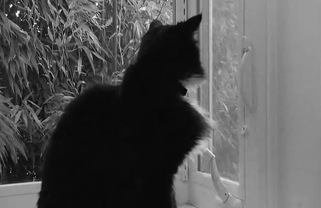 Viral video: Henri le chat and his deep, mournful ennui