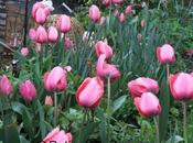 Adore Tulips
