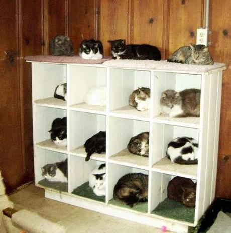 20 Brilliant Ways To Organize Your Cats
