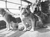 Unsolved Mystery Titanic Dogs