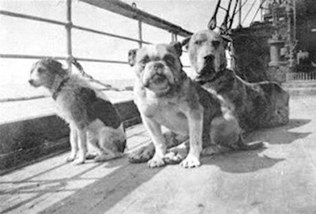 The Unsolved Mystery of the Titanic Dogs