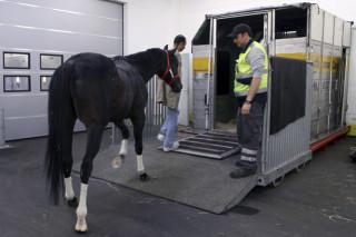 Horse from Argentine boards a Lufthansa freight container: Photographer: Hannelore Foerster/Bloomberg