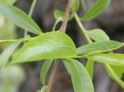 Plant Week: Salix Alba