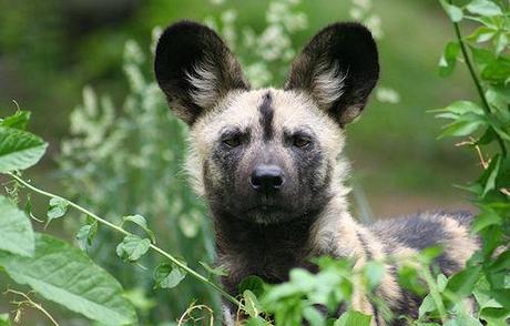 African Wild Dogs: The Untamed Wolves Of The South