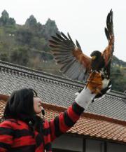 Japanese Schoolgirl is Falcon Good at Fighting Pesky Crows