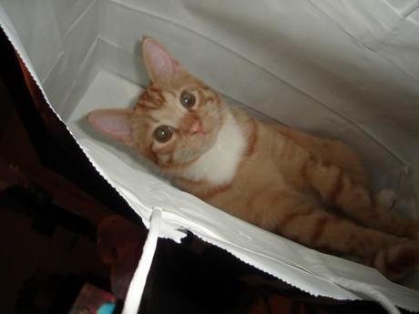 HAWMC - Things I need