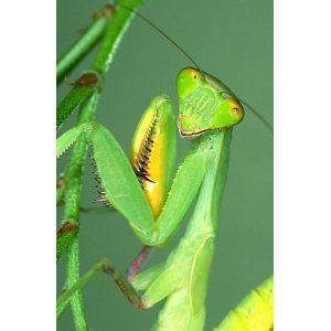 Top Predator Insects for Indoor Gardens