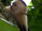 Featured Animal: White Faced Capuchin