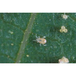 Green and yellow plants could be because of spider mites and eggs