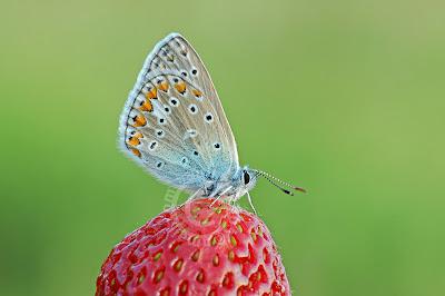 Polyommatus icarus Azuré commun Common Blue