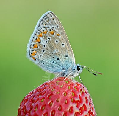 Polyommatus icarus Azuré commun Common Blue