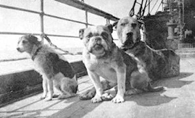 The Unsolved Mystery Of The Titanic Dogs