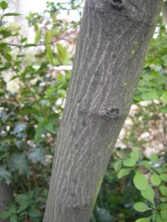 Amelanchier lamarckii Stem (07/04/2012, London)