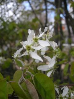 Amelanchier lamarckii Flower (07/04/2012, London)