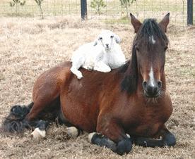 A Horse's Best Friend Isn't A Scapegoat