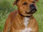 Featured Animal: Staffordshire Bull Terrier