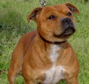 Staffordshire Bull Terrier