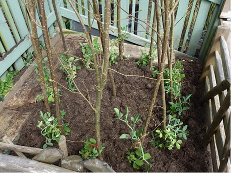 peasticks for sweat peas to grow up