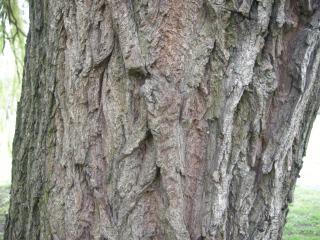 Salix babylonica Bark 'Pendula' (07/04/2012, London)