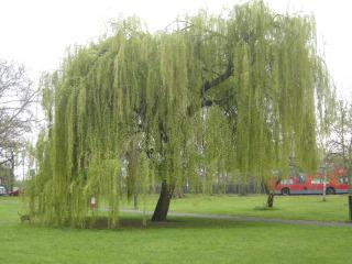 Salix babylonica 'Pendula' (07/04/2012, London)