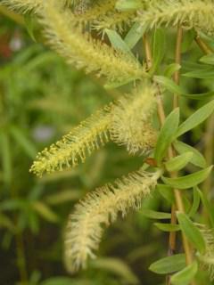 Salix babylonica 'Pendula' Flower (07/04/2012, London)