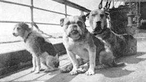 What About the Dogs on the Titanic?