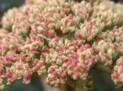 Plant Week: Viburnum Rhytidophyllum