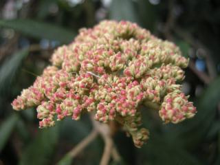 Viburnum rhytidophyllum Flower (07/04/2012, London)