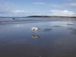 Gullane, East Lothian, Edinburgh, Dog Walking