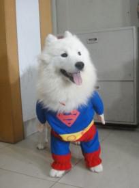 Cute Cheap Superman Suit for Canine Crime-fighters on a Budget