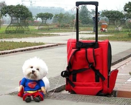 Cute Cheap Superman Suit for Canine Crime-fighters on a Budget