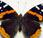 Red-Admiral