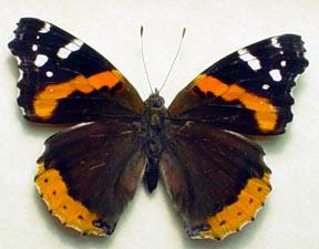 A Red-Admiral Day