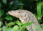 Featured Animal: Monitor Lizard