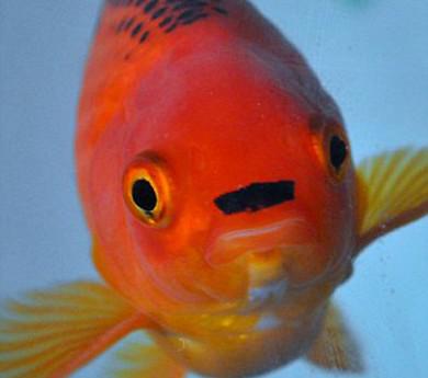 Meet George, the goldfish that looks (a bit) like Adolf Hitler