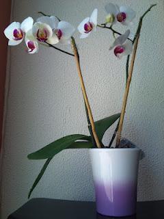 Tuesday Tips & Tricks - Orchids