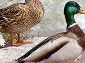 Female Ducks Protect Themselves From Sexually Transmitted Diseases