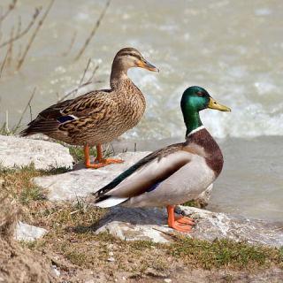 Female (left) and male mallards: image via wikipedia.org