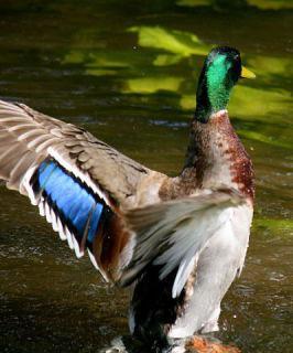 Mallard drake: image via wikipedia.org