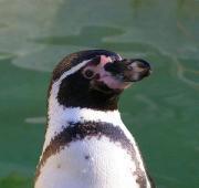 Humboldt Penguin