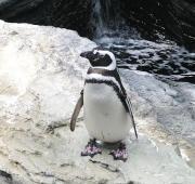 Humboldt Penguin