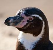 Humboldt Penguin