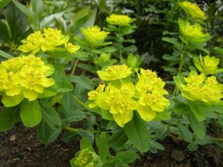 Euphorbia polychroma (07/04/2012, London)