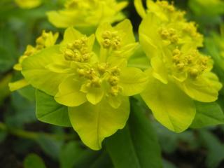 Euphorbia polychroma Flower (07/04/2012, London)