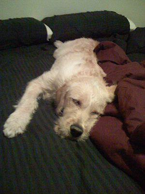 6 Month Old Labradoodle sleeping on bed